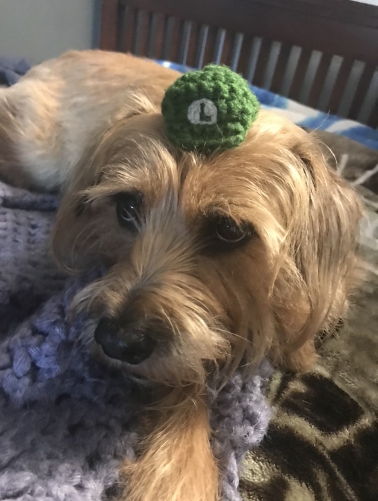 dog that is cool. she has a tiny luigi hat on. imagine it. she looks soft.