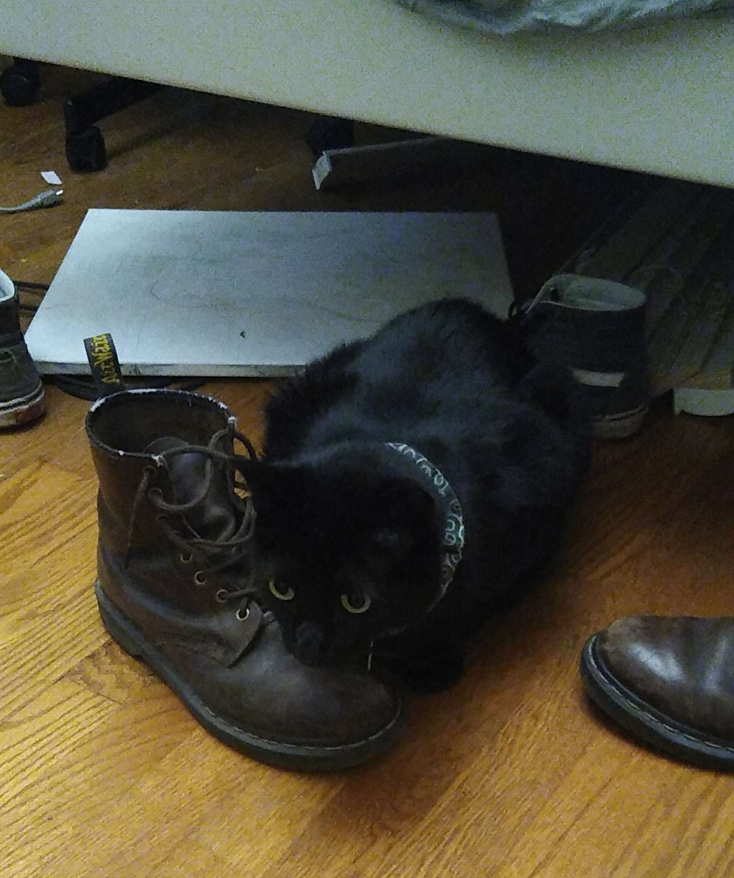 cat on shoe